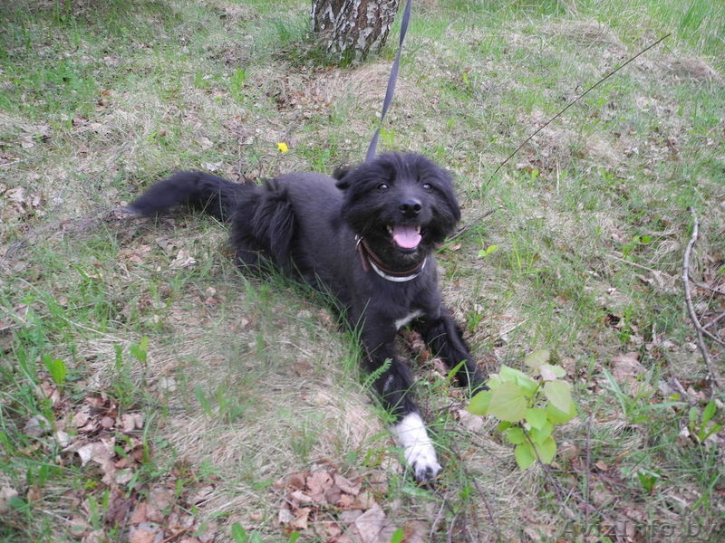 Фиеста-собака компаньон в дар! - Изображение #2, Объявление #689402