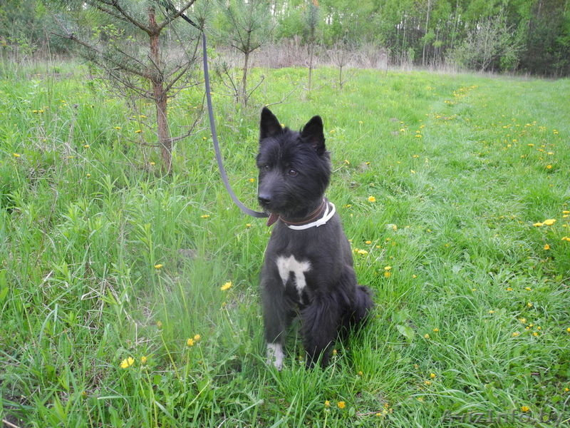 Фиеста-собака компаньон в дар! - Изображение #4, Объявление #689402