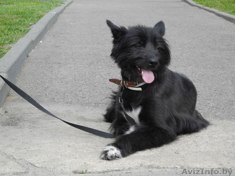 Фиеста-собака компаньон в дар! - Изображение #3, Объявление #689402