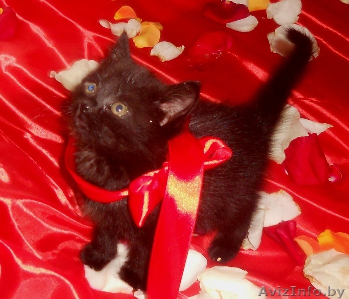 Милые кошечки-крошечки в добрые ручки - Изображение #5, Объявление #701331