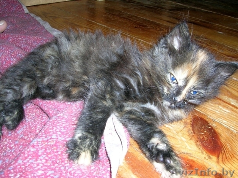 Китя, Сима и Дюша - супер котятки в дар! - Изображение #1, Объявление #689927