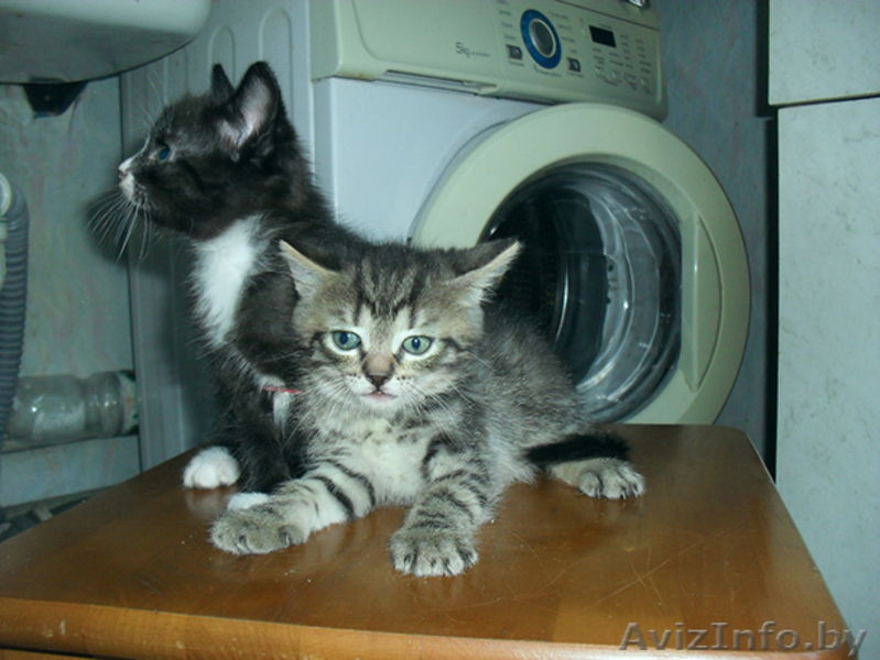 очаровательные котята - Изображение #1, Объявление #674502