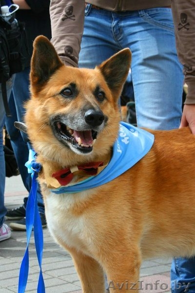 Очаровательный пёс Кунак срочно ищет дом! - Изображение #3, Объявление #686206