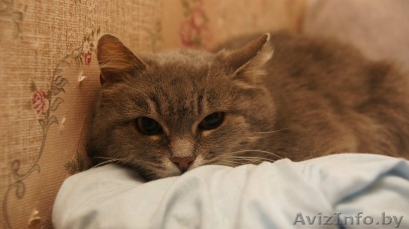 Красавица Дымка - Изображение #1, Объявление #681904