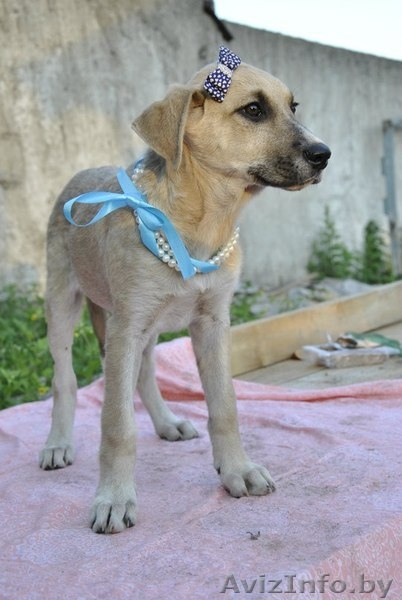 Красивые щенки в дар в добрые руки! - Изображение #3, Объявление #685569