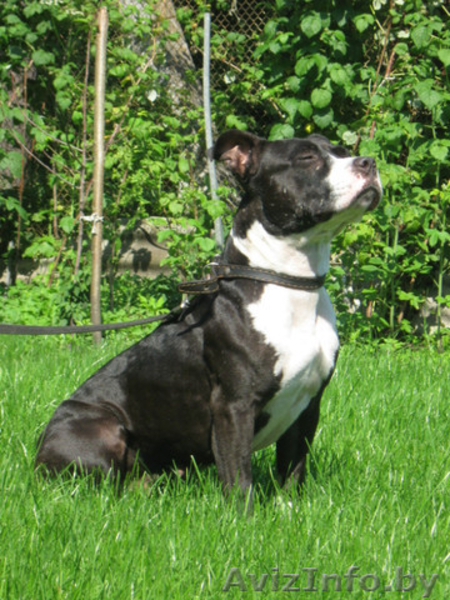 стафф  Ева в дар. - Изображение #2, Объявление #690610