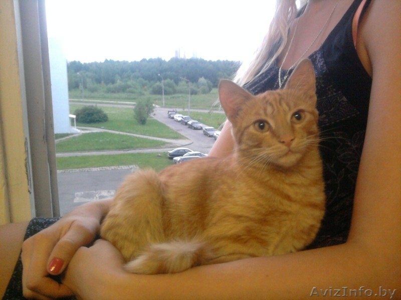 Молодой рыжий кот ищет дом! - Изображение #2, Объявление #696180