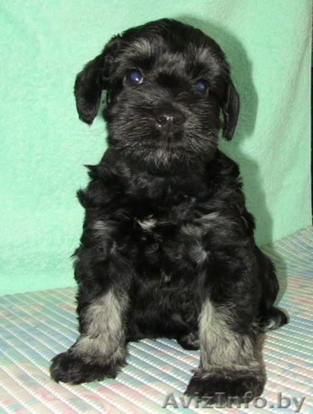 Щенков цвергшнауцера черного и черного с серебром окраса  - Изображение #1, Объявление #676726