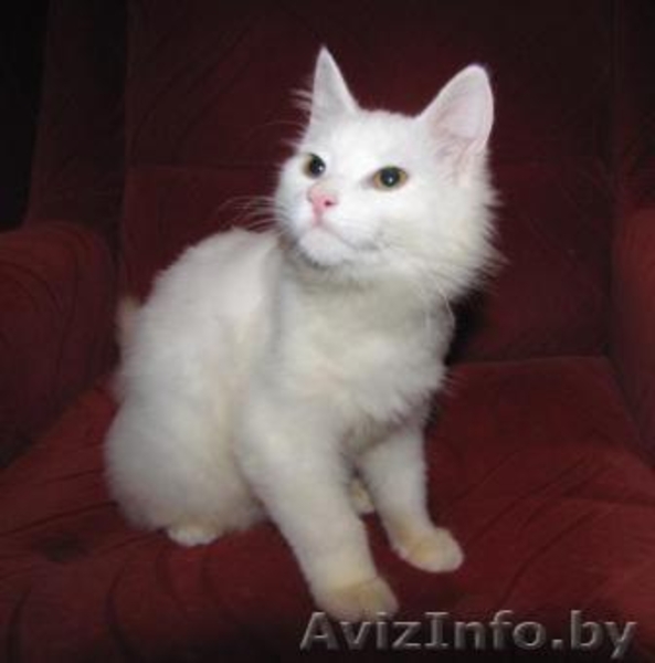 Белоснежная кошечка-красотка в дар. (5 мес.) - Изображение #2, Объявление #687240