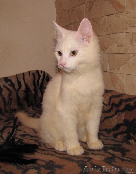 Белоснежная кошечка-красотка в дар. (5 мес.) - Изображение #3, Объявление #687240