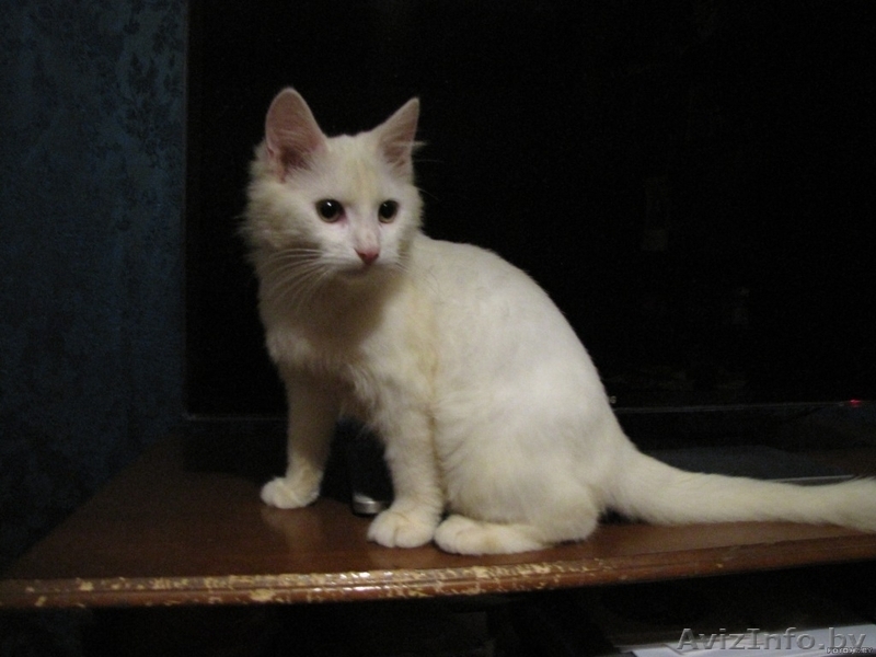 Белоснежная кошечка-красотка в дар. (5 мес.) - Изображение #4, Объявление #687240