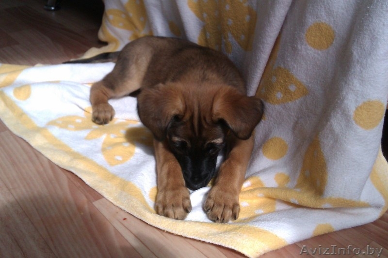 Любящему хозяину - отличная собака! - Изображение #2, Объявление #698723