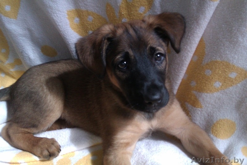 Любящему хозяину - отличная собака! - Изображение #1, Объявление #698723