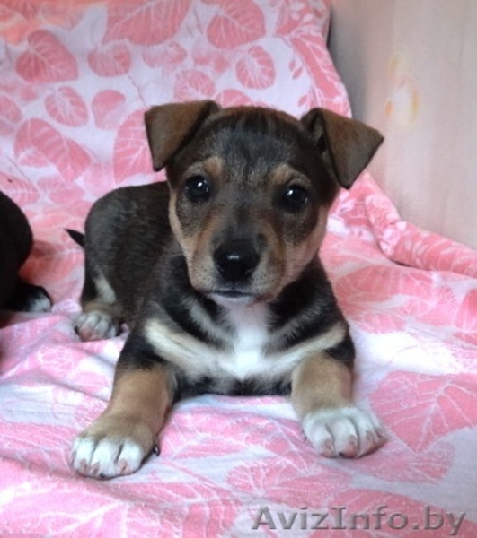 3 замечательных щеночка в дар! - Изображение #3, Объявление #687323