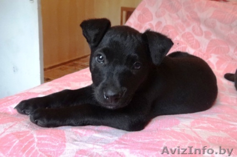 3 замечательных щеночка в дар! - Изображение #2, Объявление #687323