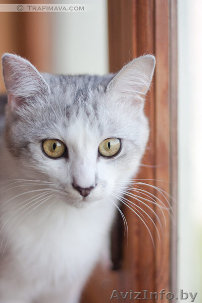 Золотой котик в в дар! - Изображение #2, Объявление #670760