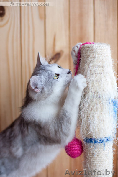 Золотой котик в в дар! - Изображение #3, Объявление #670760