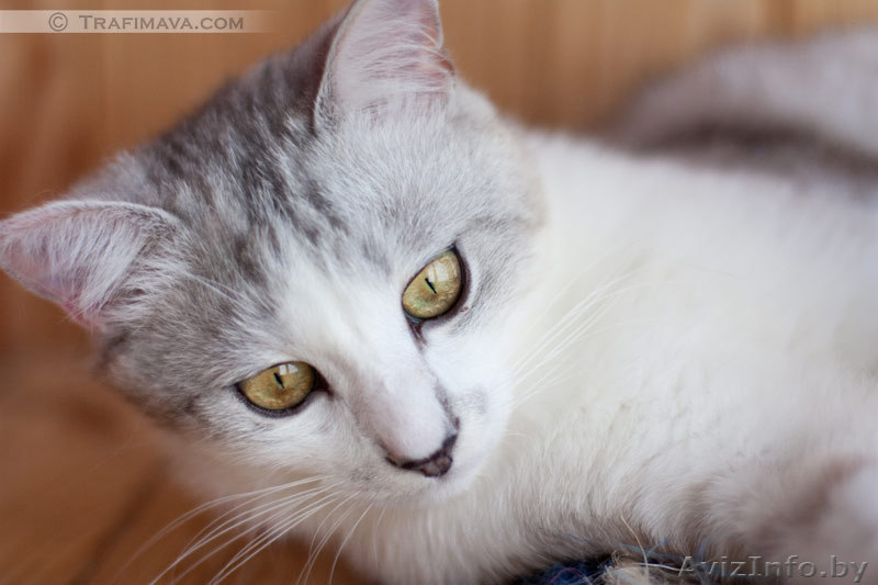 Золотой котик в в дар! - Изображение #5, Объявление #670760