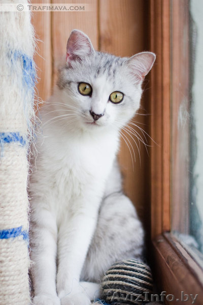 Золотой котик в в дар! - Изображение #6, Объявление #670760