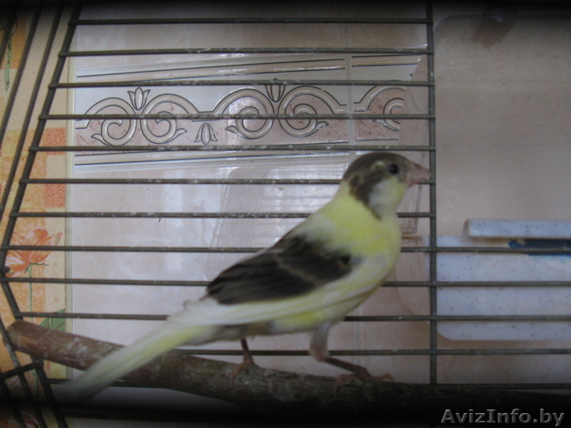 продам канареек - Изображение #3, Объявление #695020