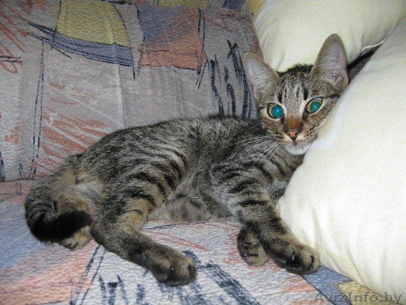 Лучший в мире котик Яшка - Изображение #2, Объявление #699699