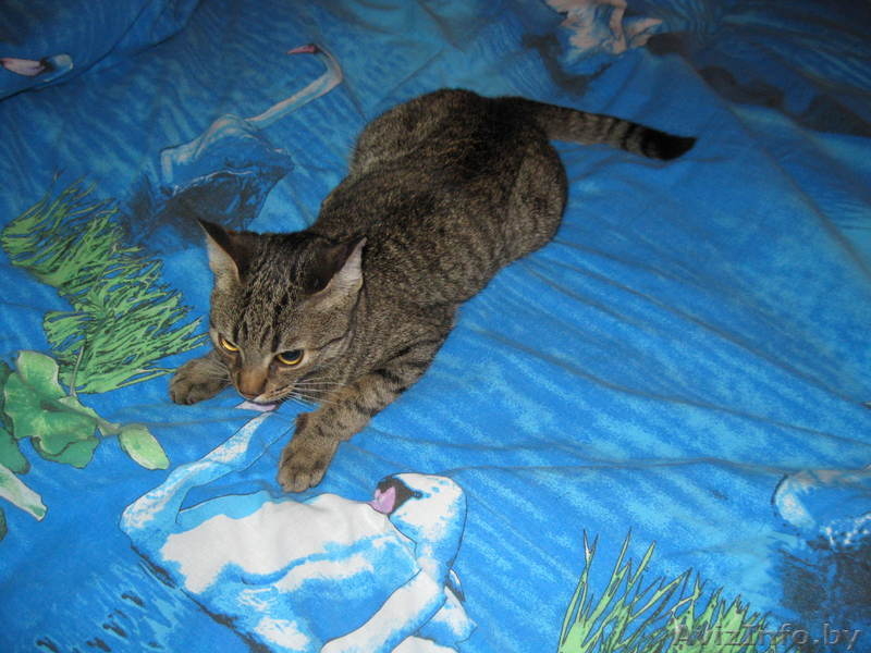 Лучший в мире котик Яшка - Изображение #1, Объявление #699699