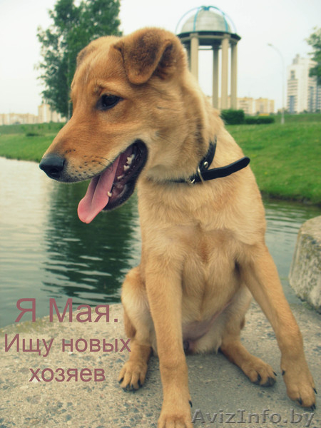 Майя ищет новый дом - Изображение #1, Объявление #698272