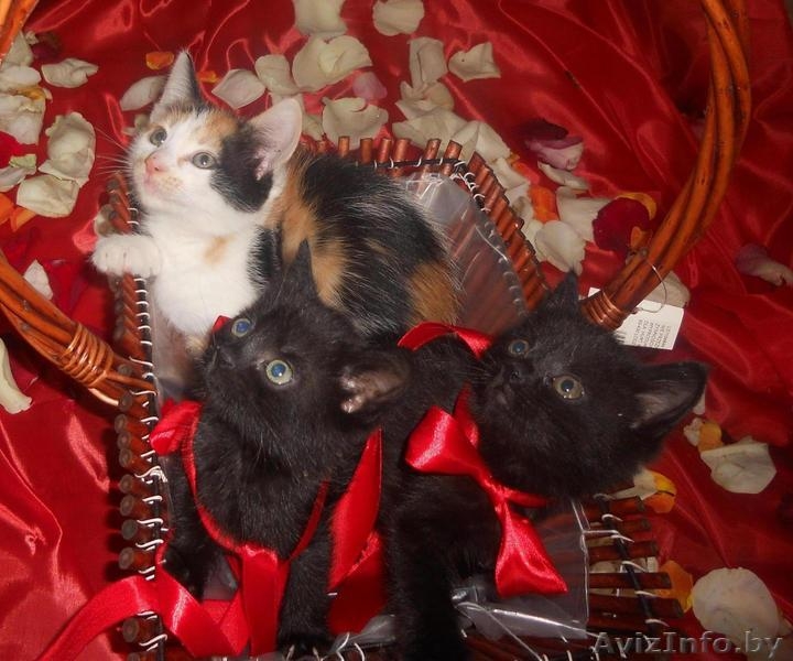 Отдам  крохотных милых котят в хорошие руки - Изображение #1, Объявление #698264