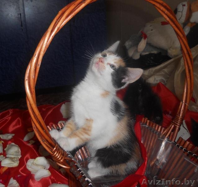 Отдам  крохотных милых котят в хорошие руки - Изображение #2, Объявление #698264