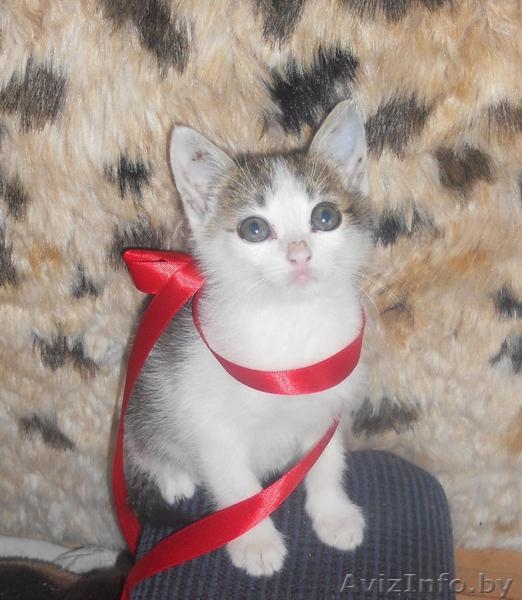 Отдам  крохотных милых котят в хорошие руки - Изображение #3, Объявление #698264