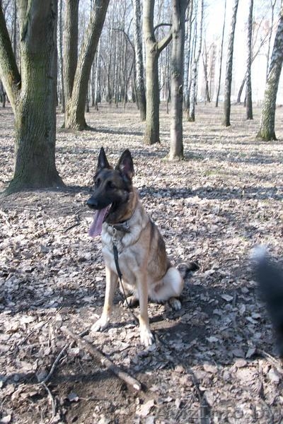    Дрессировка и хендлинг собак - Изображение #2, Объявление #688211