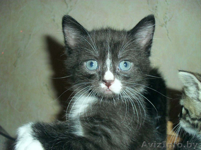 очаровательные котята - Изображение #2, Объявление #674502