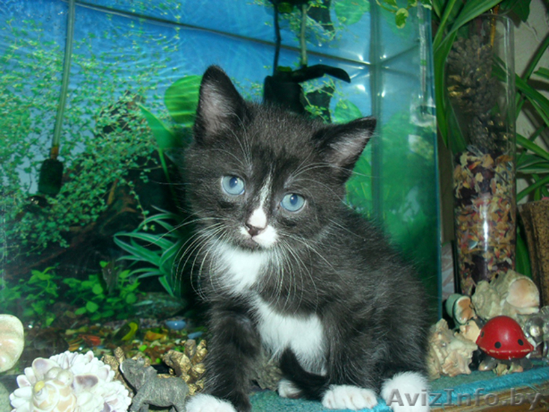 очаровательные котята - Изображение #3, Объявление #674502