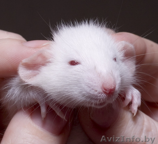 Крысы белые - ласковые, нежные, игривые. 30 тыс. руб. - Изображение #1, Объявление #690682