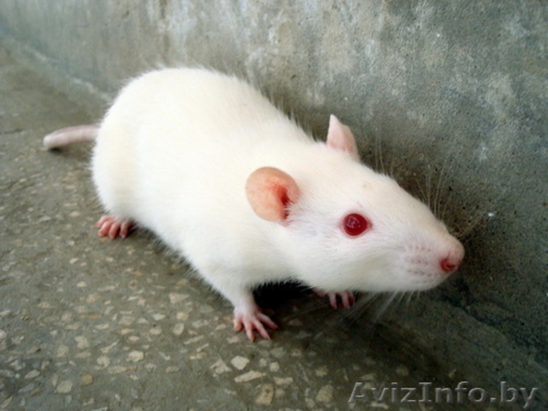 Крысы белые - ласковые, нежные, игривые. 30 тыс. руб. - Изображение #2, Объявление #690682