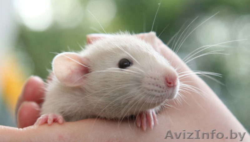 Крысы белые - ласковые, нежные, игривые. 30 тыс. руб. - Изображение #5, Объявление #690682