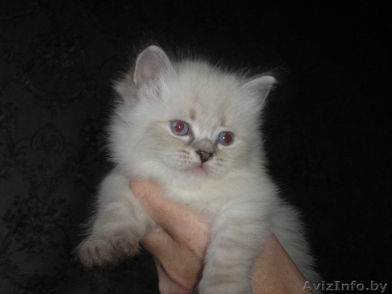 невские маскарадные котята(сибирский колор-поинт) - Изображение #3, Объявление #689658