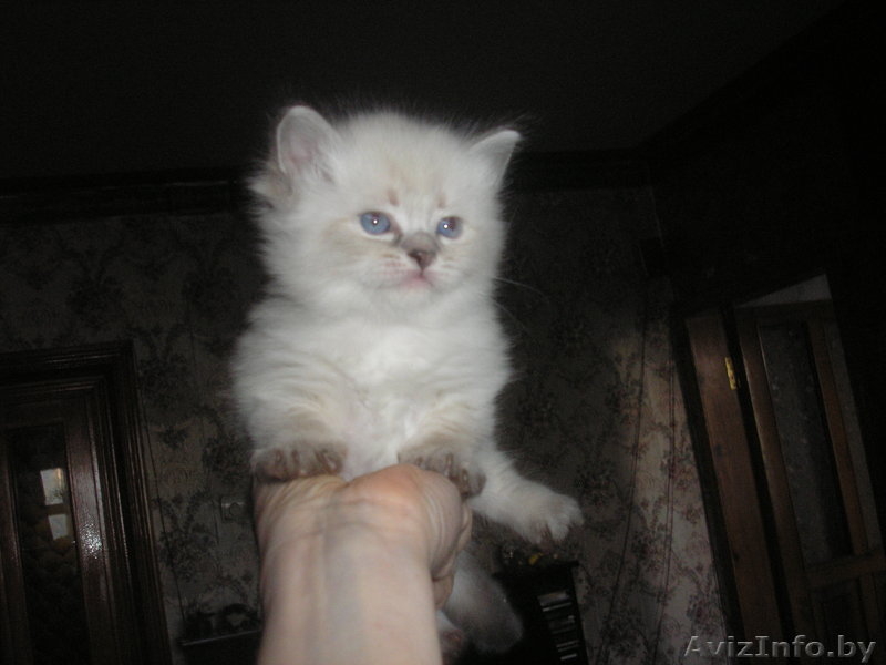 невские маскарадные котята(сибирский колор-поинт) - Изображение #2, Объявление #689658