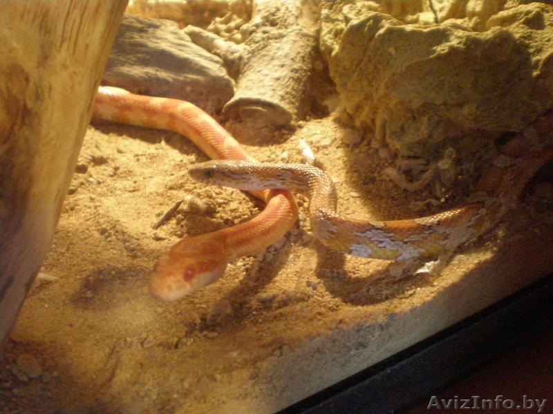 Продам двух маисовых полозов+обустроенный террариум. - Изображение #1, Объявление #677409