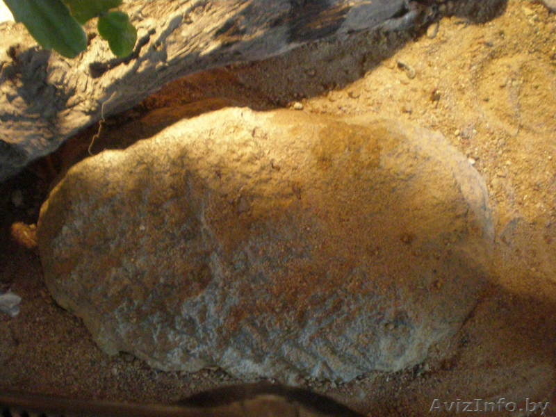 Продам двух маисовых полозов+обустроенный террариум. - Изображение #2, Объявление #677409