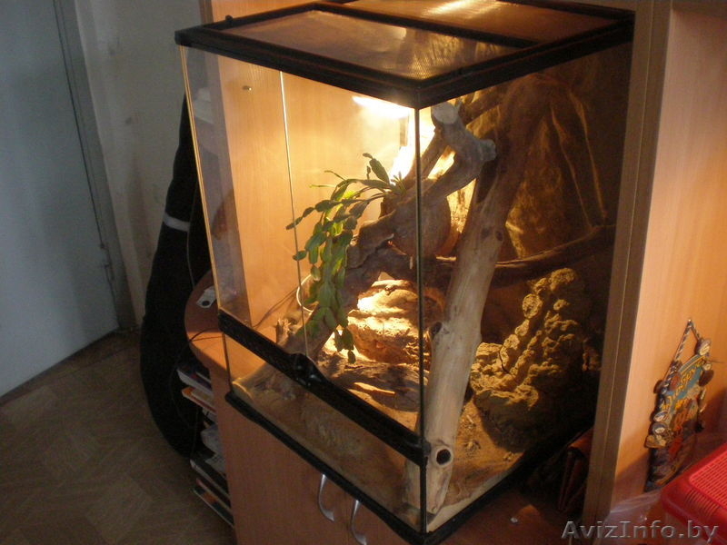 Продам двух маисовых полозов+обустроенный террариум. - Изображение #5, Объявление #677409