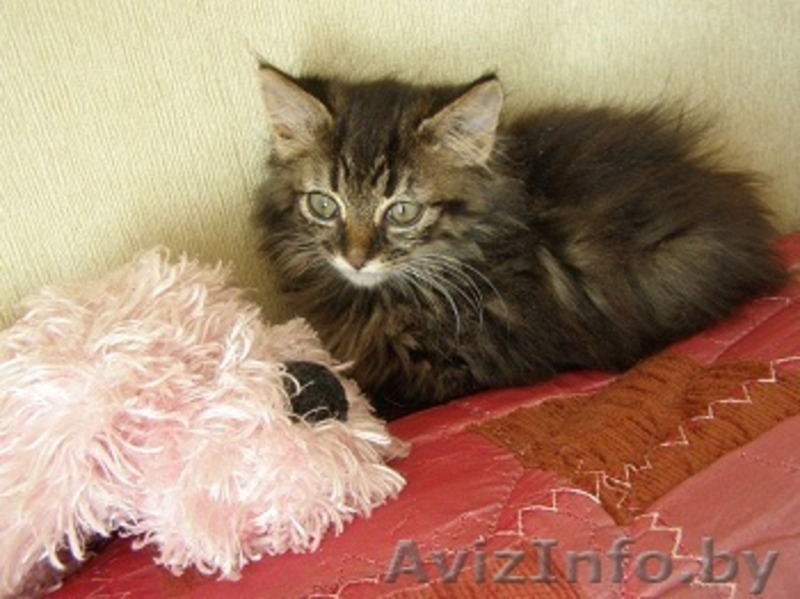 Маленький котенок ищет заботливых хозяев - Изображение #1, Объявление #697162