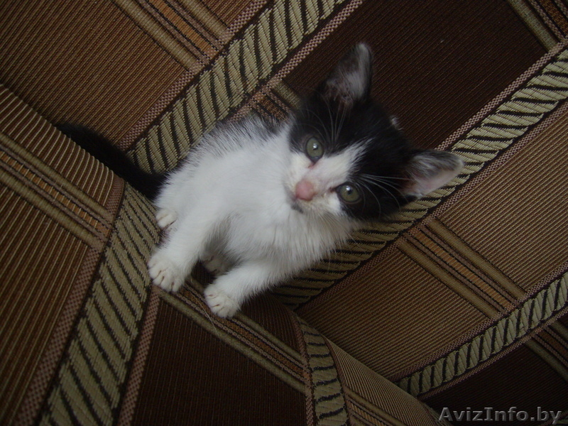 Котенок в дабрые руки! - Изображение #1, Объявление #685355