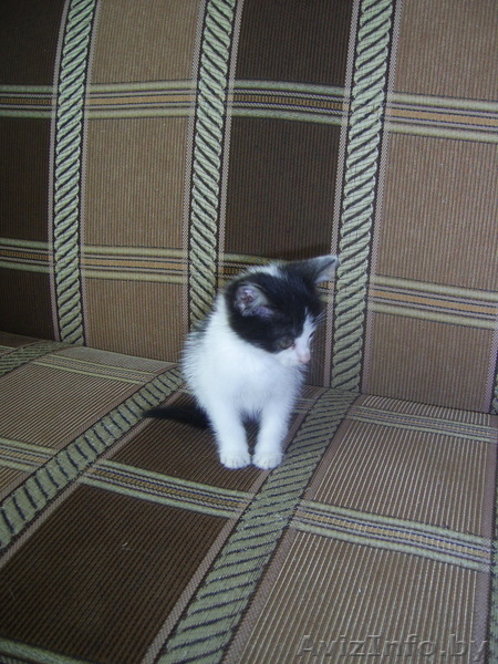 Котенок в дабрые руки! - Изображение #2, Объявление #685355