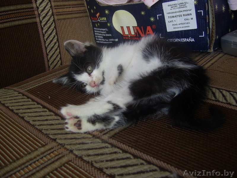 Котенок в дабрые руки! - Изображение #3, Объявление #685355