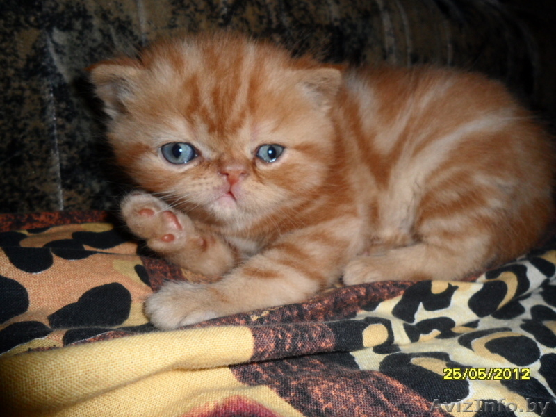  Персидские котята  - Изображение #1, Объявление #679962