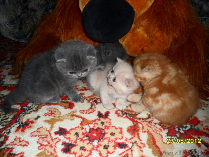  Персидские котята  - Изображение #3, Объявление #679962