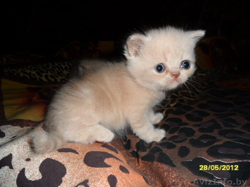  Персидские котята  - Изображение #2, Объявление #679962