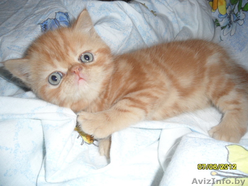 Персидские котята недорого - Изображение #1, Объявление #685036