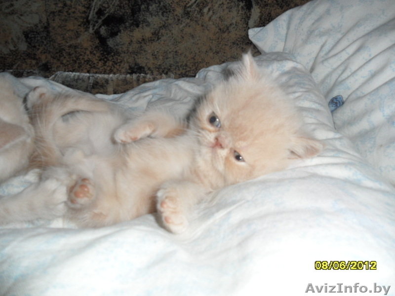 Персидские котята недорого - Изображение #3, Объявление #685036